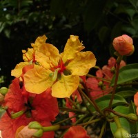 Phanera kockiana (Korth.) Benth.
